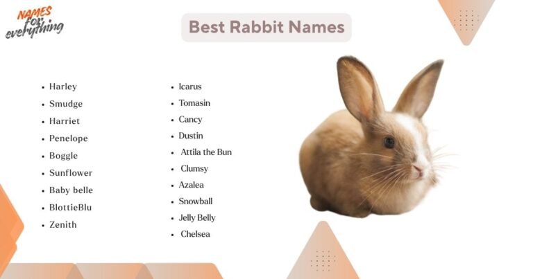 Blue Rabbit Names 800+ Best Rabbit Names (Cute, Cool, Funny & Rare Ideas)