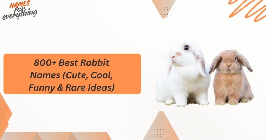 800+ Best Rabbit Names (Cute, Cool, Funny & Rare Ideas)