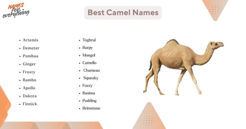 Best camel names