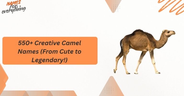 550+ Creative Camel Names (From Cute to Legendary!) 