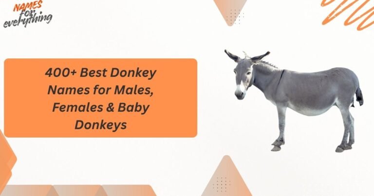 Donkey Names