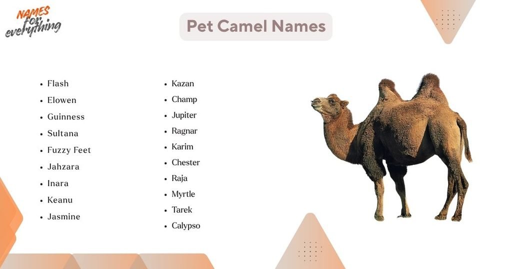 Pet Camel Names