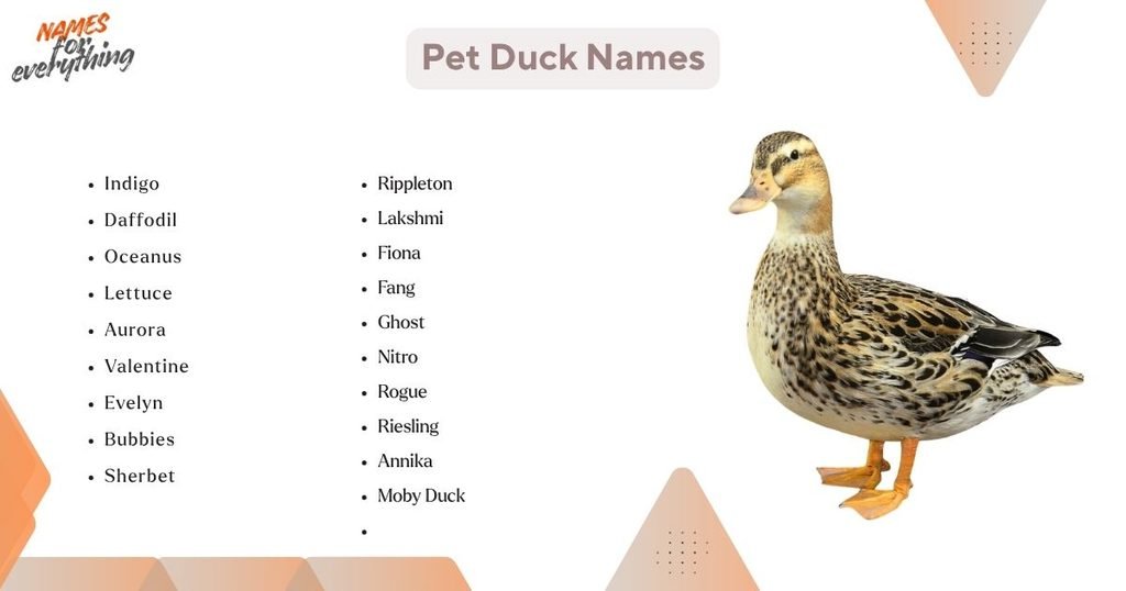 Pet Duck Names