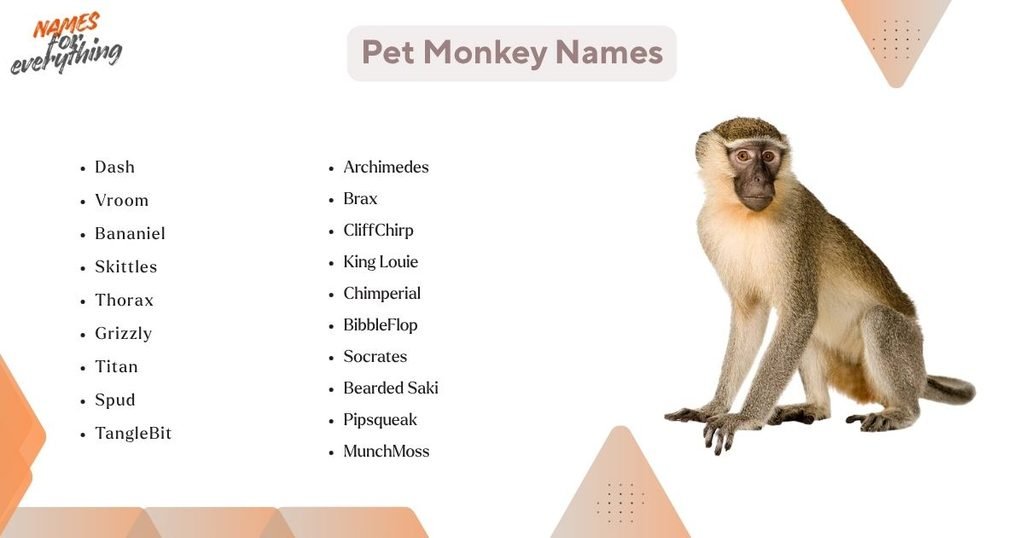 Pet Monkey Names