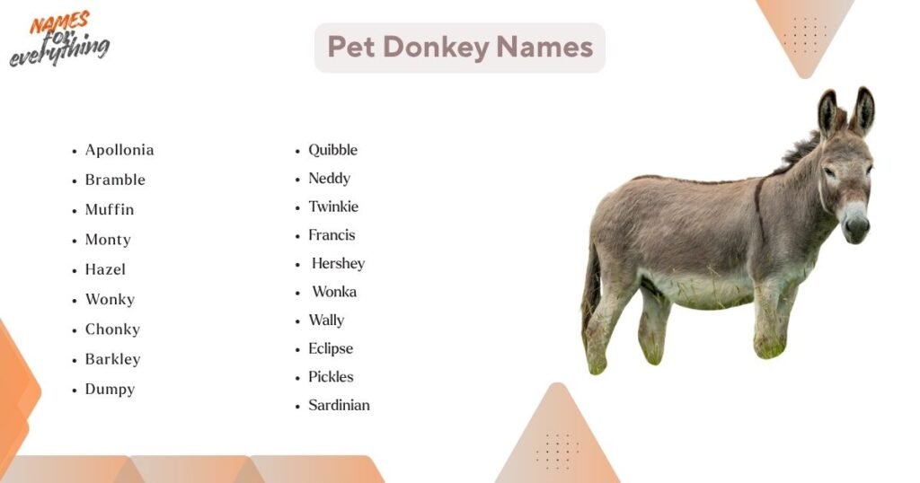 Pet donkey names
