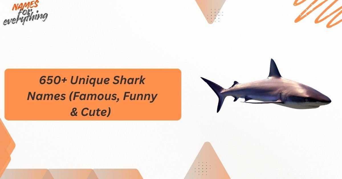 Shark Names