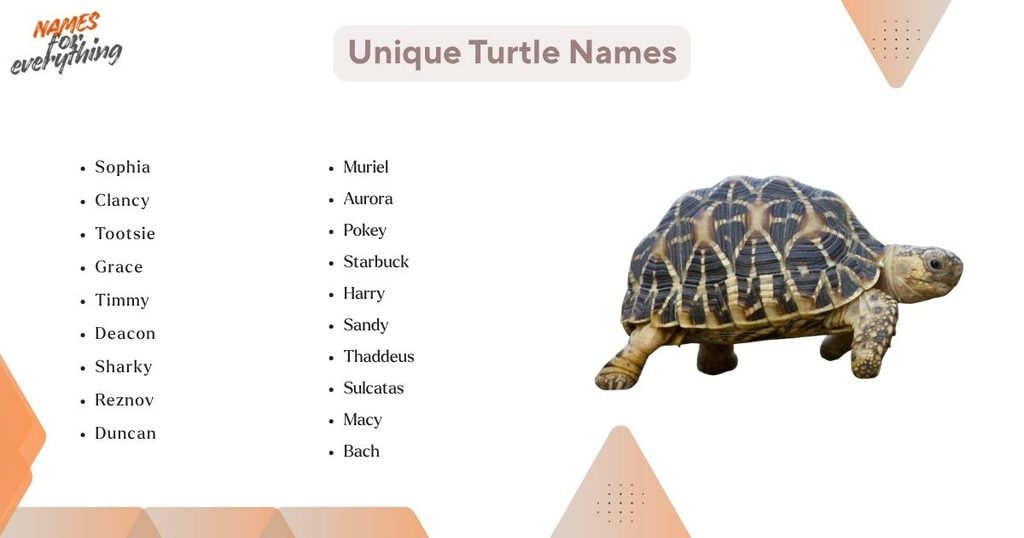 Unique Turtle Names