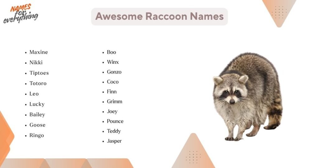 Awesome Raccoon Names