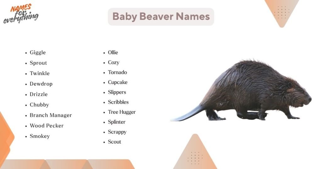 Baby Beaver Names