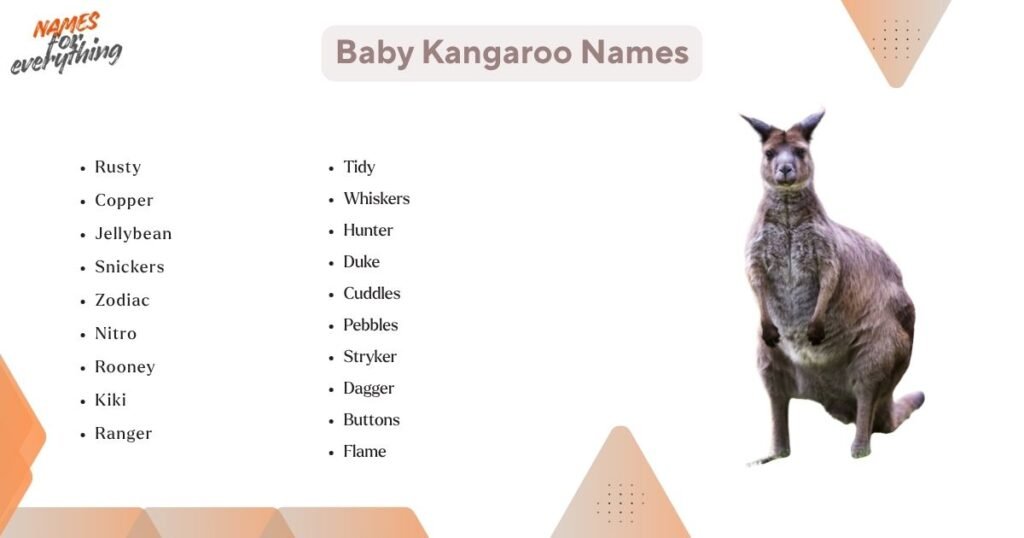 Baby Kangaroo Names