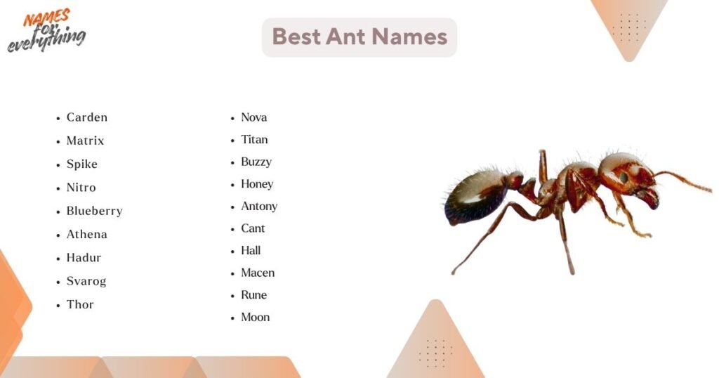 Best Ant Names