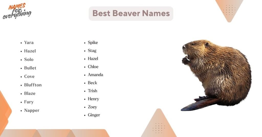 Best Beaver Names