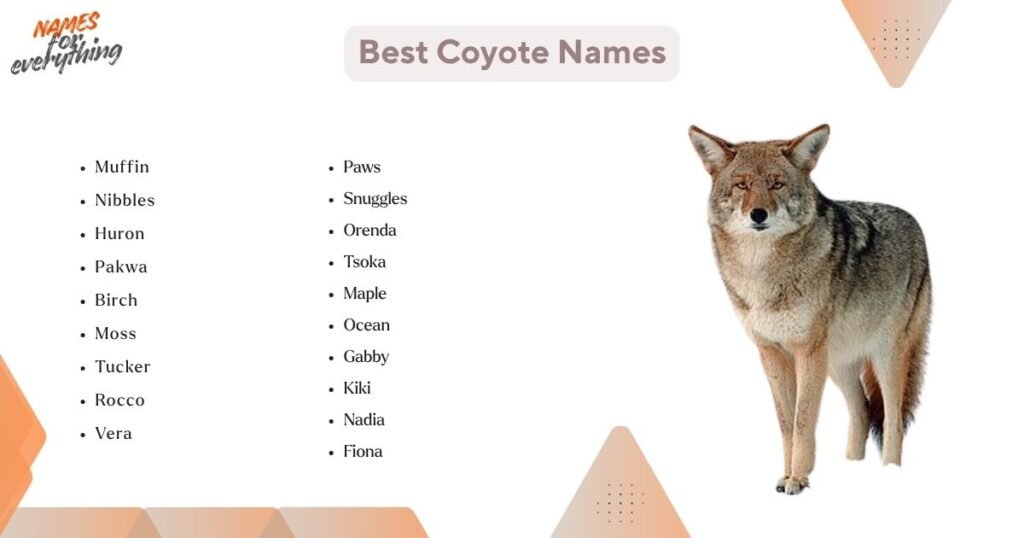 Best Coyote Names