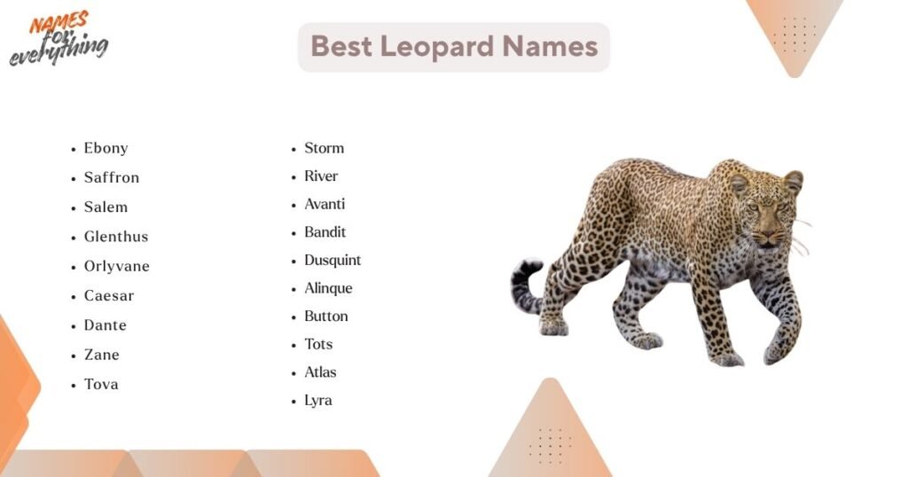 Best Leopard Names