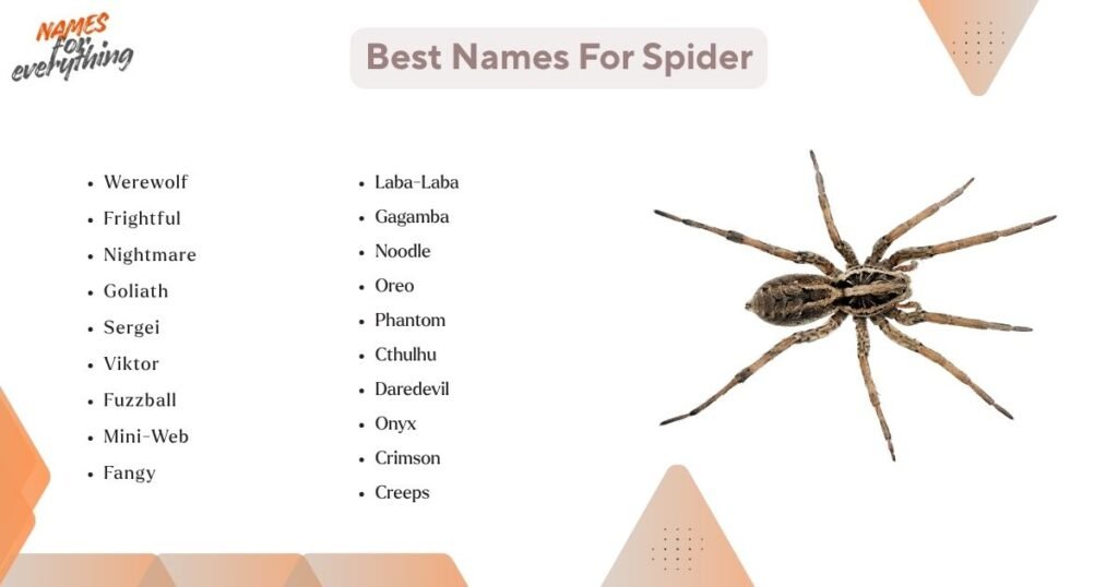 Best Names For Spider