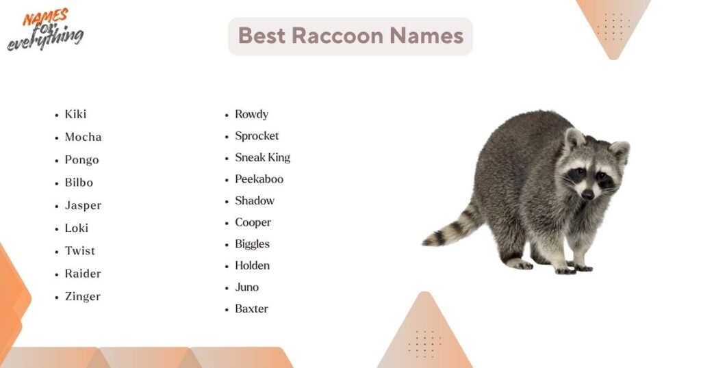 Best Raccoon Names