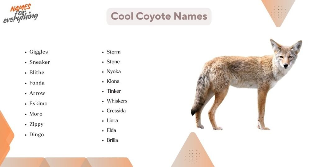 Cool Coyote Names