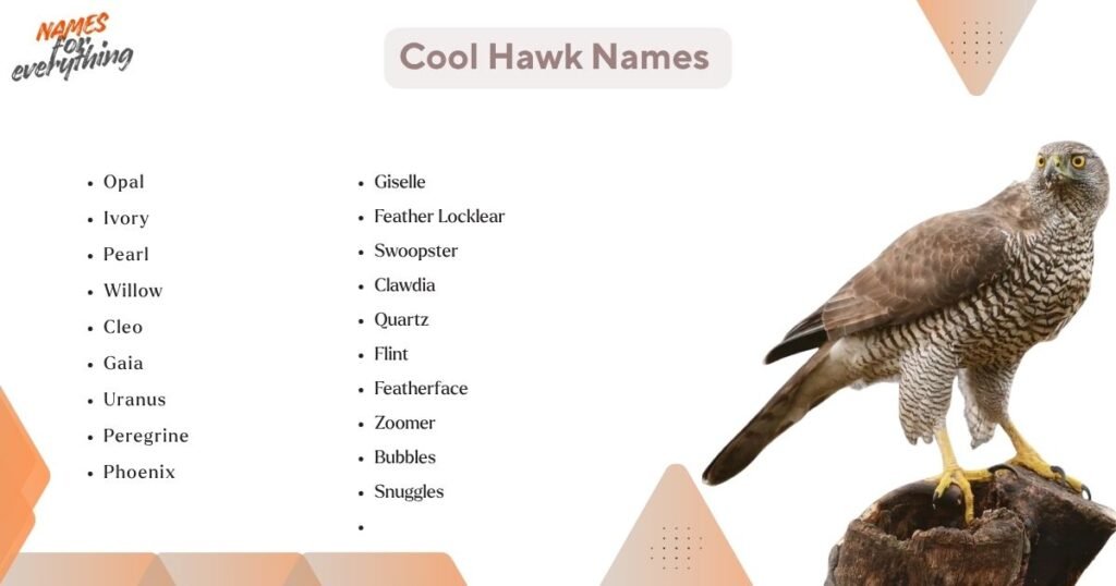 Cool Hawk Names 