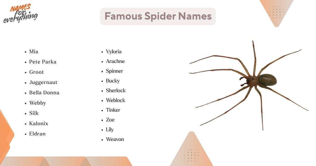 Names For Spiders 800+ Spider Names That Are Creepy, Cool & Creative