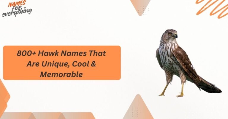 Hawk Names