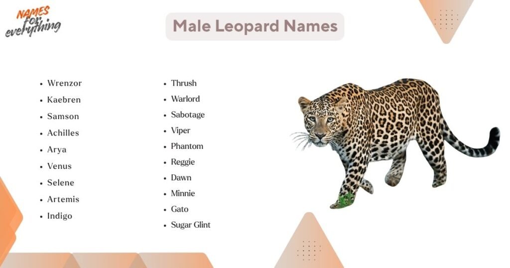 Male Leopard Names