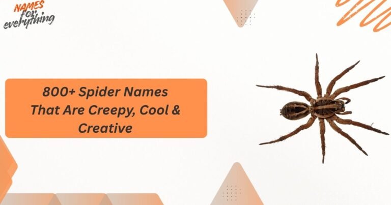 Spider Names