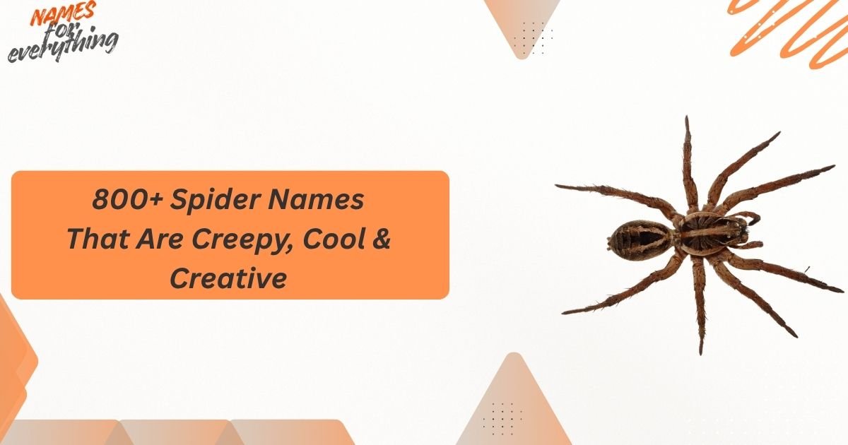 Spider Names
