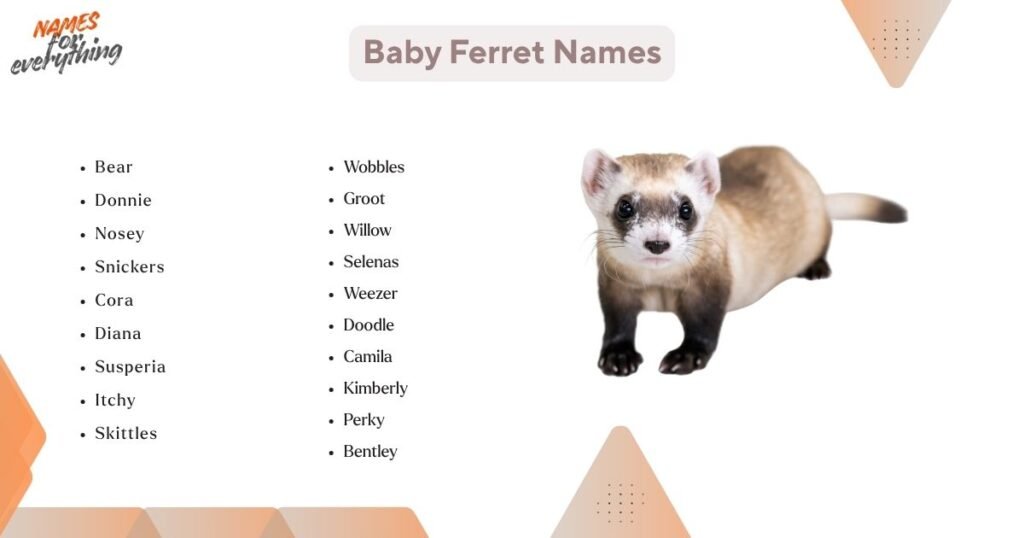 Baby Ferret Names