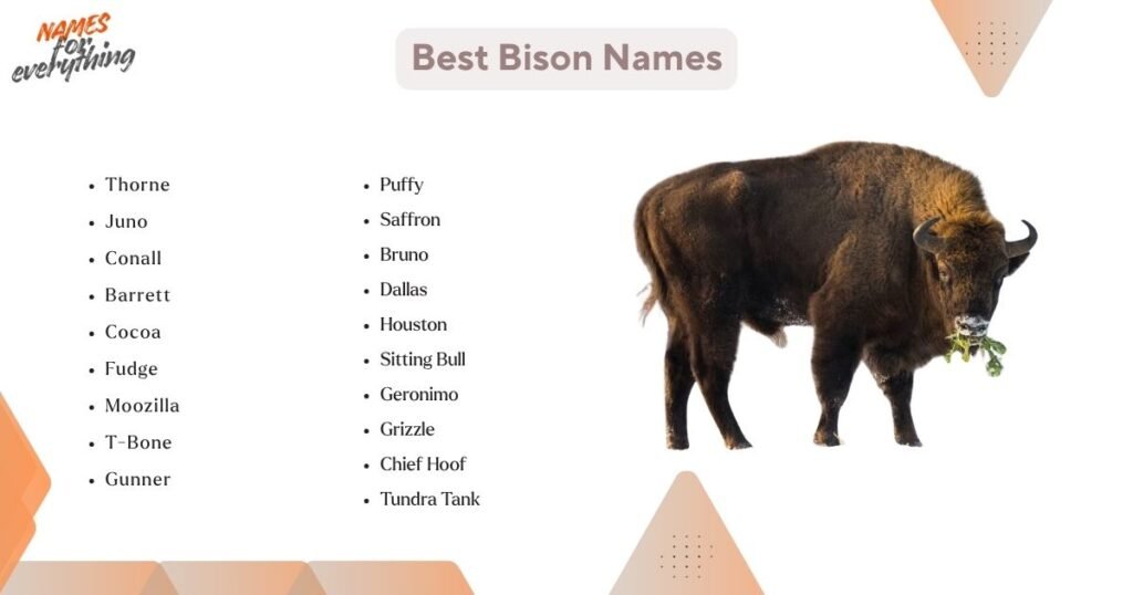 Best Bison Names