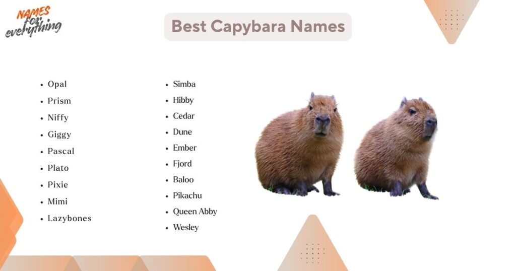 Best Capybara Names