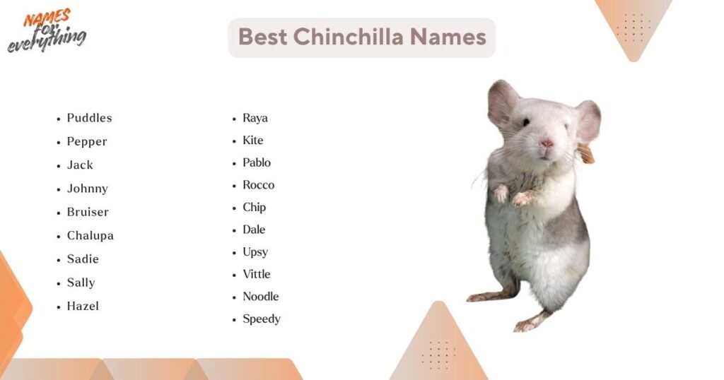 Best Chinchilla Names