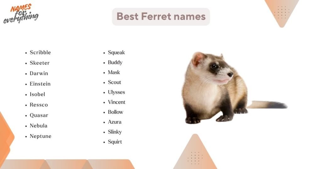 Best Ferret names