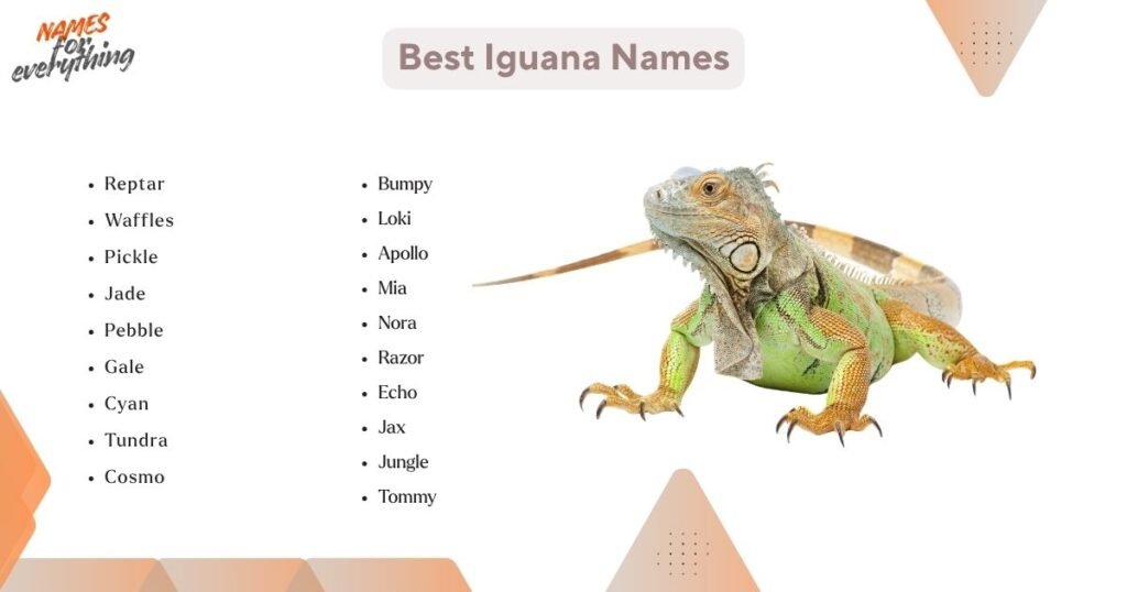 Best Iguana Names