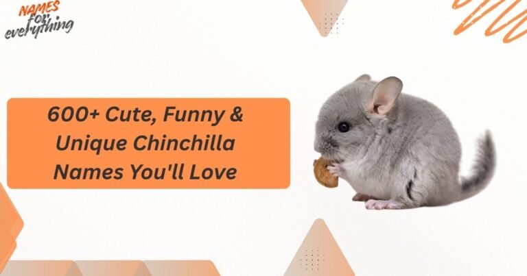 Chinchilla Names
