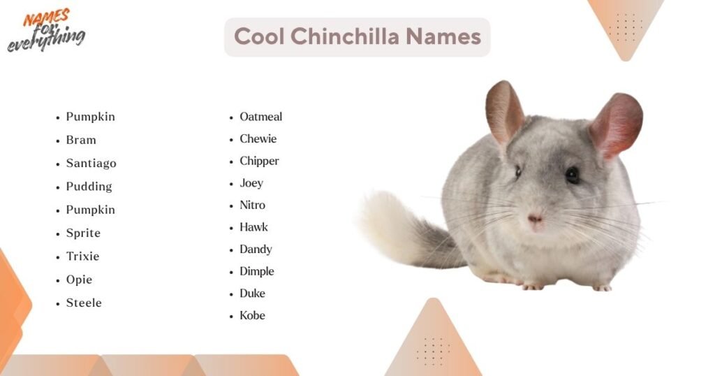 Cool Chinchilla Names