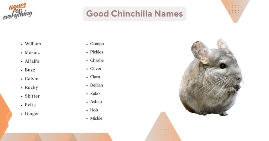 Good Chinchilla Names