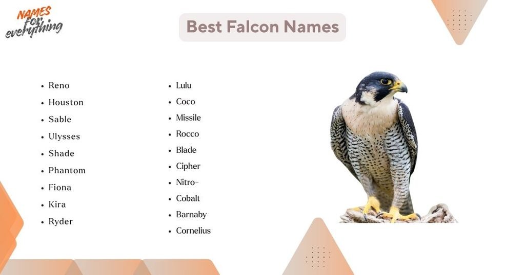 Best Falcon Names