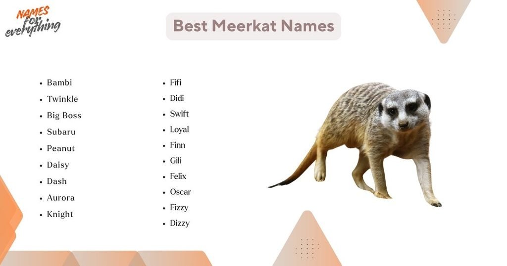 Best Meerkat Names