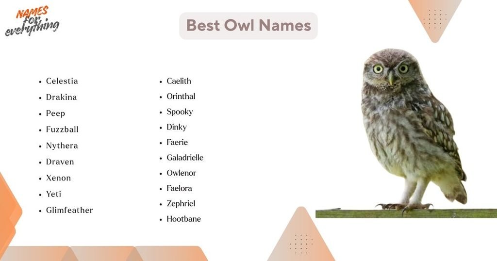 Best Owl Names