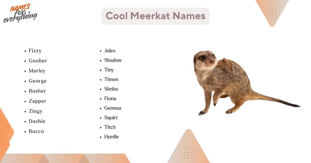 Cool Meerkat Names
