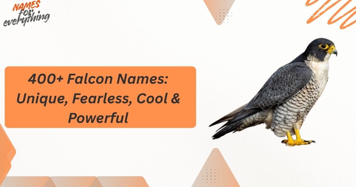 Falcon Names