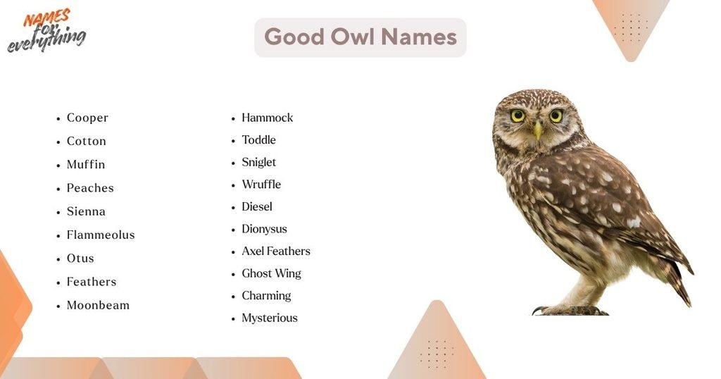 Good Owl Names