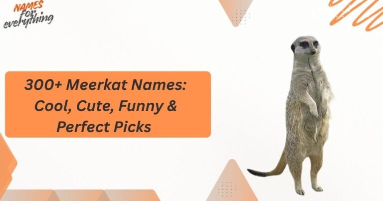 Meerkat Names