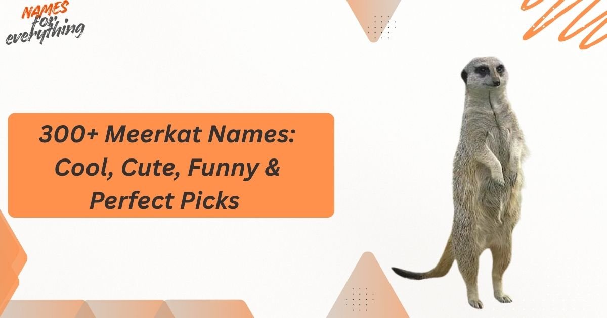 Meerkat Names