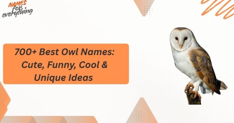 Owl Names