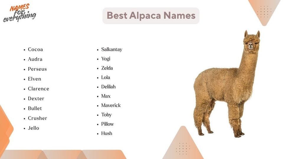 Best Alpaca Names