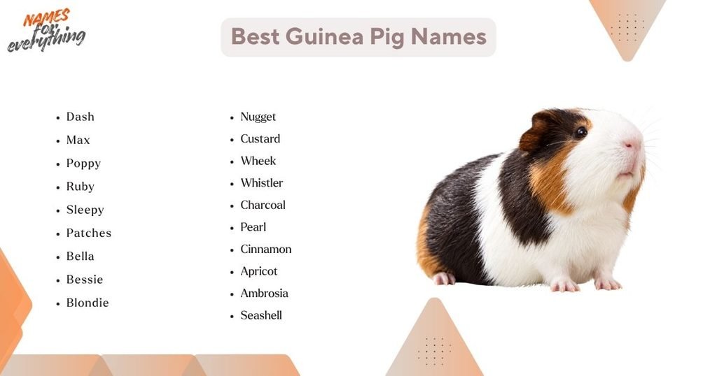 Best Guinea Pig Names