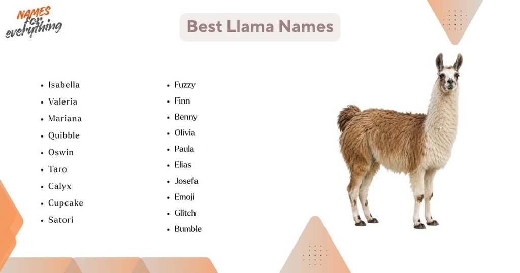 Best Llama Names