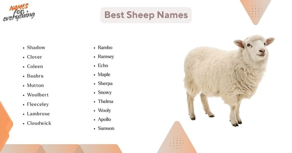 Best Sheep Names