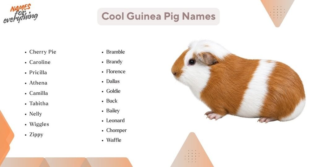 Cool Guinea Pig Names